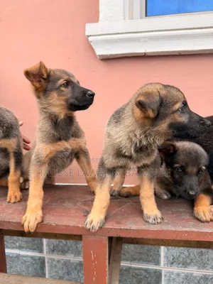 1-3 months Male Purebred German Shepherd