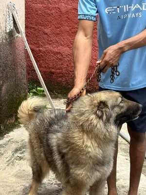 1+ year Female Purebred Caucasian Shepherd