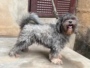 1+ year Male Purebred Lhasa Apso