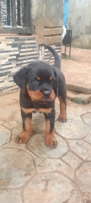 1-3 months Male Purebred Rottweiler
