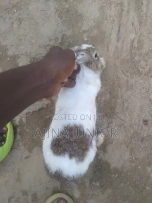 Dutch Breed Rabbits