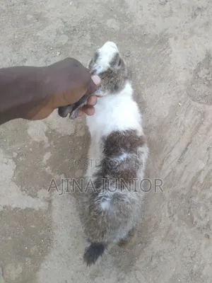 Dutch Breed Rabbits