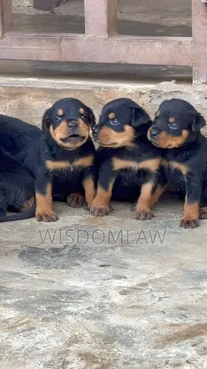1-3 months Female Purebred Rottweiler
