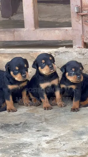 1-3 months Male Purebred Rottweiler
