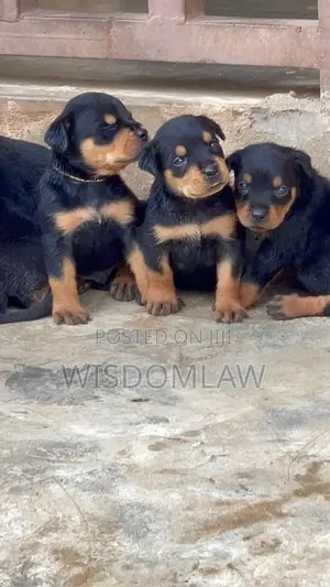 1-3 months Male Purebred Rottweiler