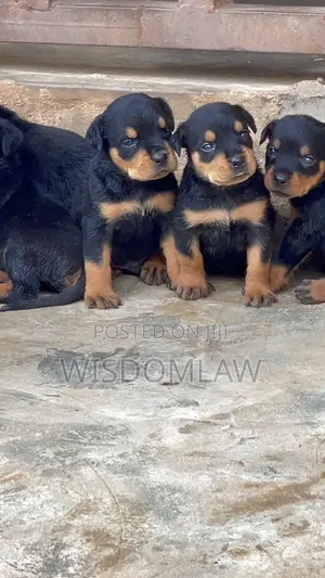 1-3 months Female Purebred Rottweiler