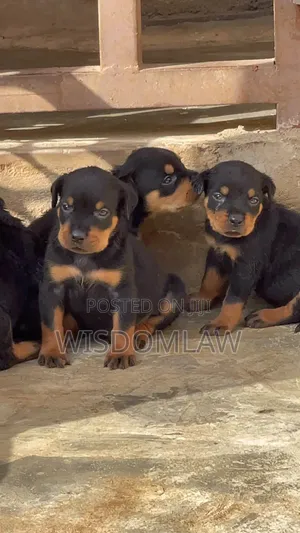 1-3 months Female Purebred Rottweiler
