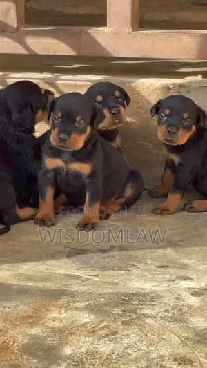 1-3 months Female Purebred Rottweiler