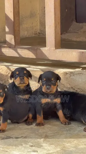 1-3 months Female Purebred Rottweiler
