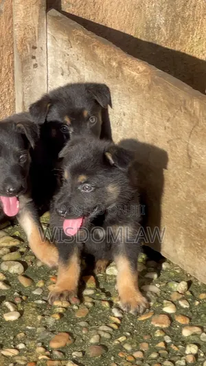 1-3 months Male Purebred German Shepherd