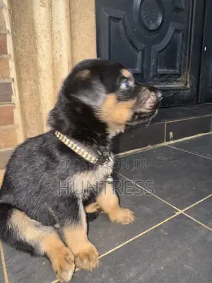 0-1 month Male Mixed Breed German Shepherd