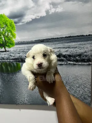 1-3 months Female Purebred American Eskimo