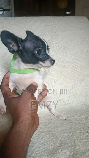 3-6 months Male Purebred Chihuahua
