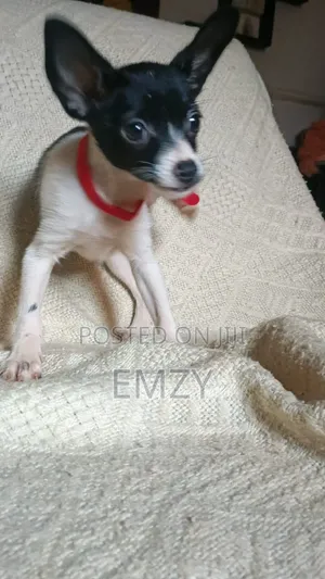 3-6 months Female Purebred Chihuahua