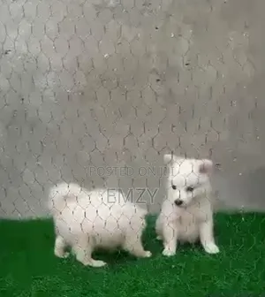 1-3 months Female Purebred American Eskimo