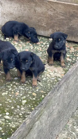1-3 months Male Purebred German Shepherd