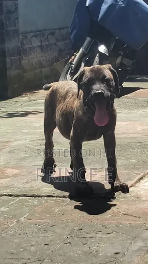 1-3 months Male Purebred Boerboel