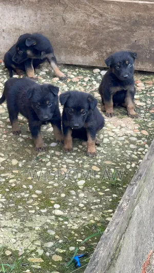 1-3 months Female Purebred German Shepherd