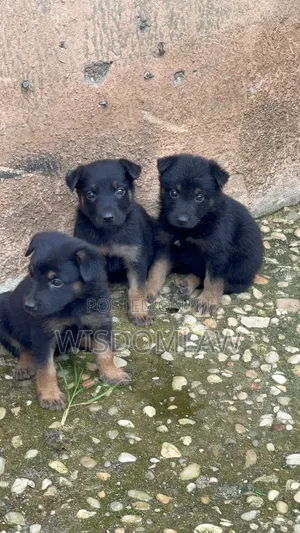 1-3 months Female Purebred German Shepherd