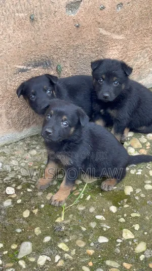 1-3 months Female Purebred German Shepherd