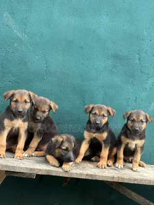 1-3 months Male Purebred German Shepherd