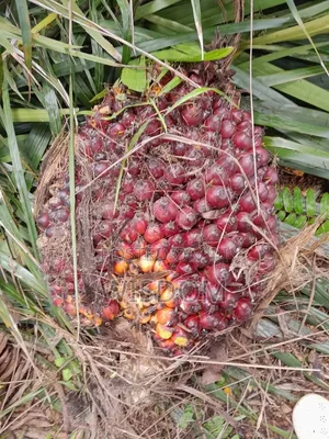 25L Pure Nigerian Palm Oil