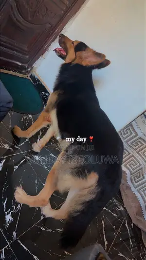 1+ year Male Purebred German Shepherd