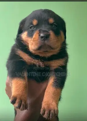 1-3 months Female Purebred Rottweiler
