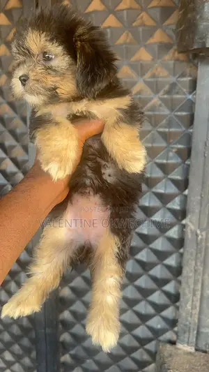 1-3 months Female Purebred Shih Tzu