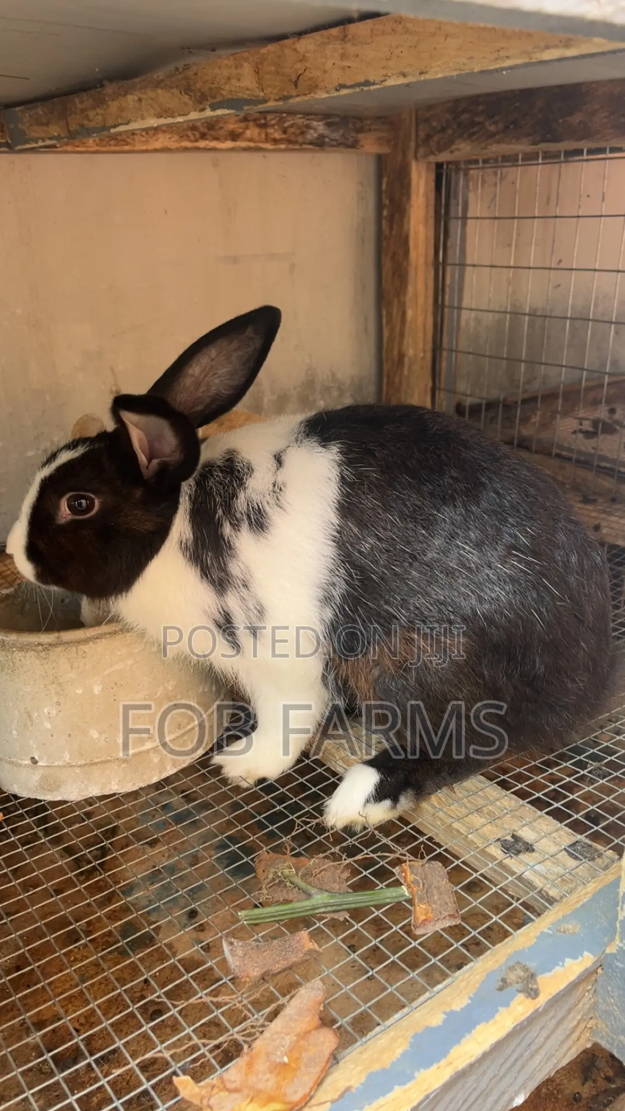 Healthy Rabbits