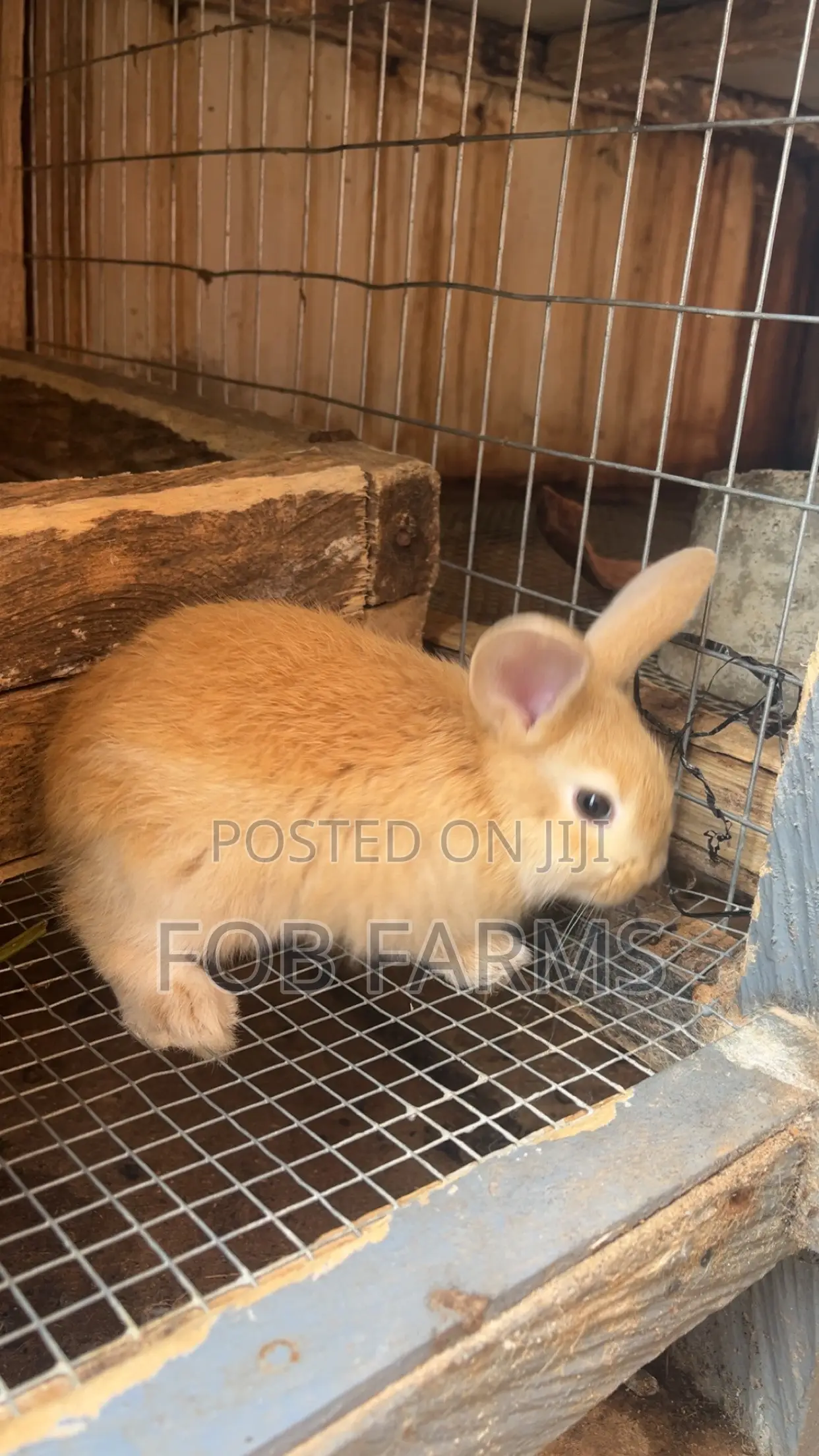 Healthy Rabbits