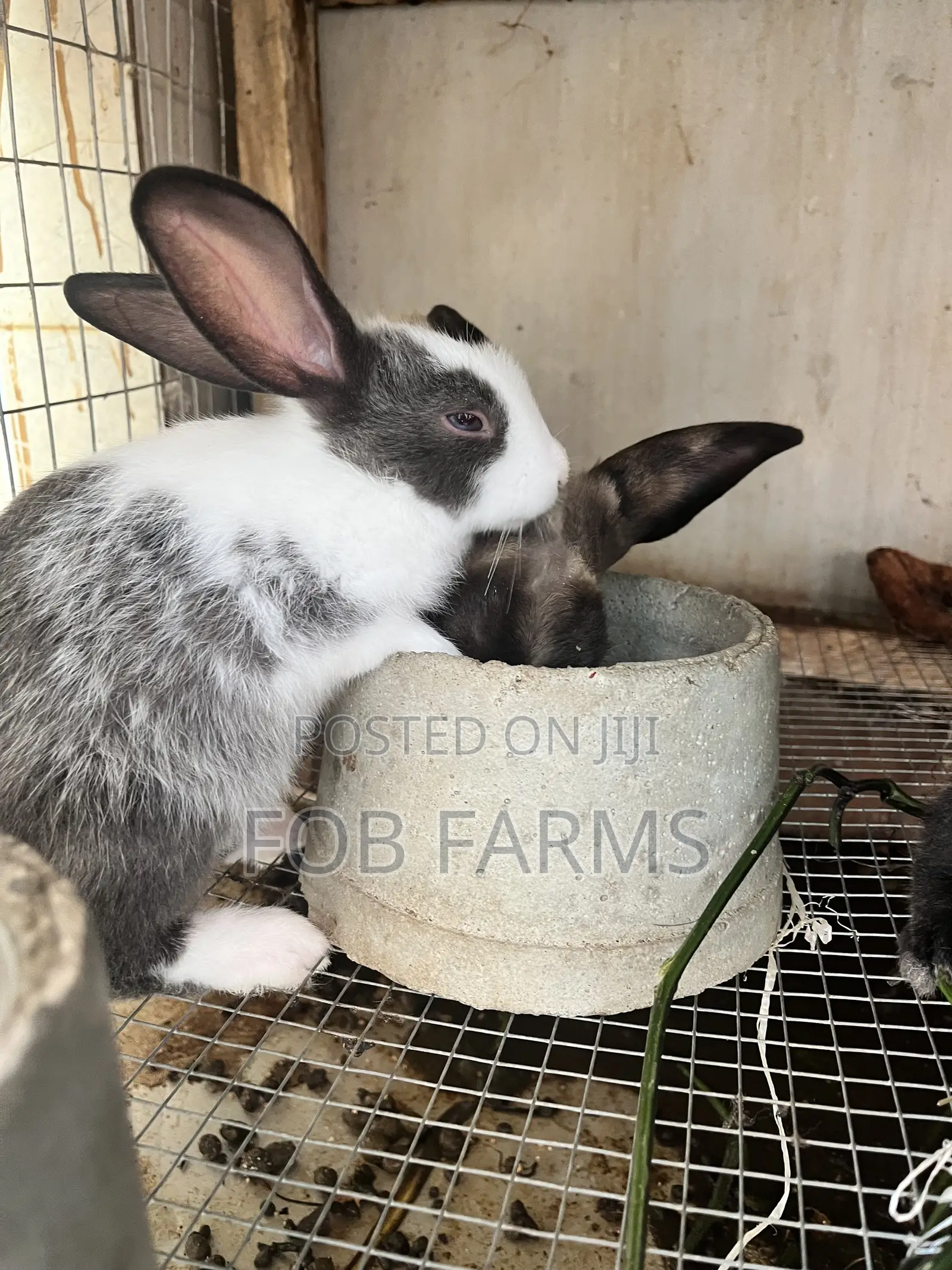 Healthy Rabbits