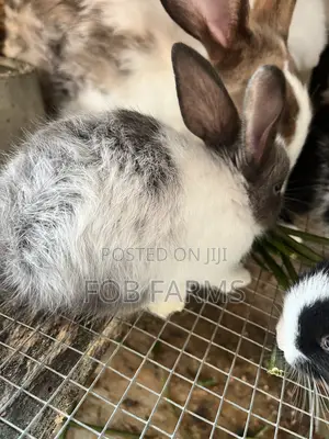 Healthy Rabbits