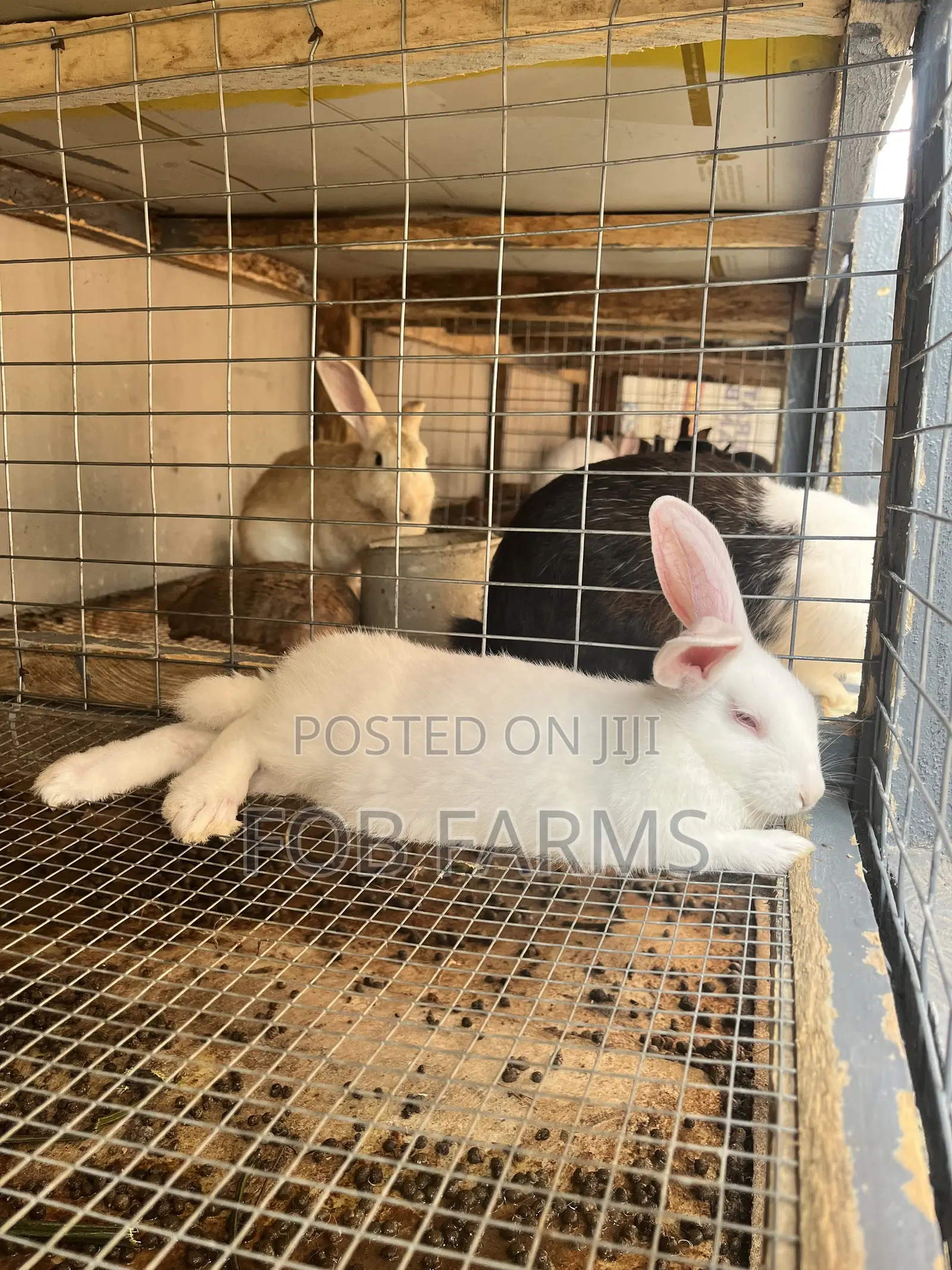 Healthy Rabbits