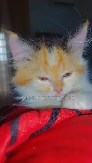 1-3 months Female Purebred Persian