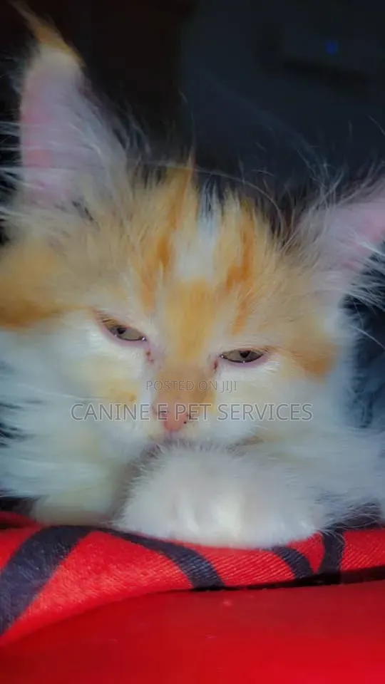 1-3 months Female Purebred Persian