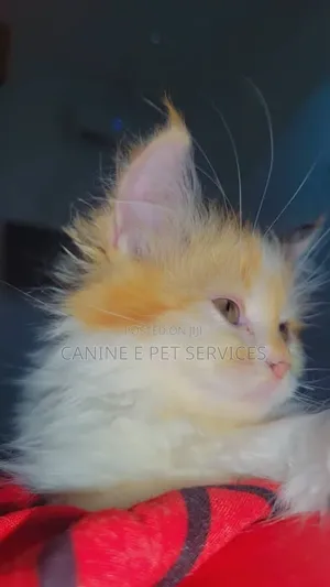 1-3 months Female Purebred Persian