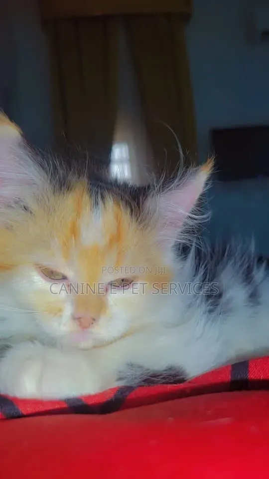 1-3 months Female Purebred Persian
