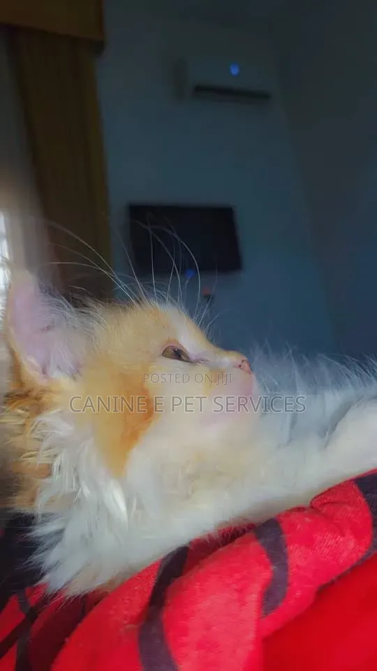 1-3 months Female Purebred Persian