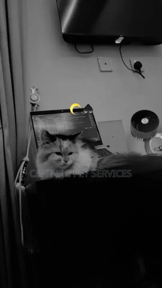 1-3 months Female Purebred Persian