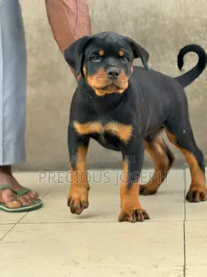 1-3 months Male Purebred Rottweiler