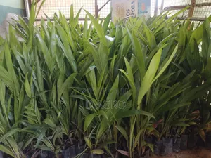Oil Palm Seedlings (Tenera)