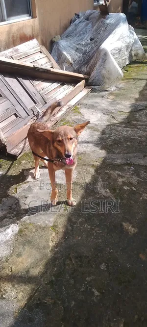 6-12 months Male Mixed Breed German Shepherd