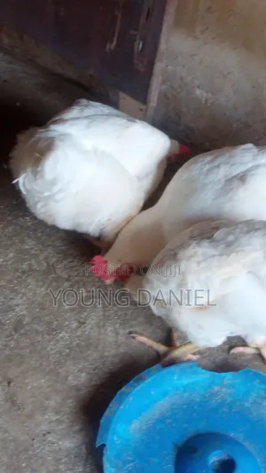 Daily Chicken