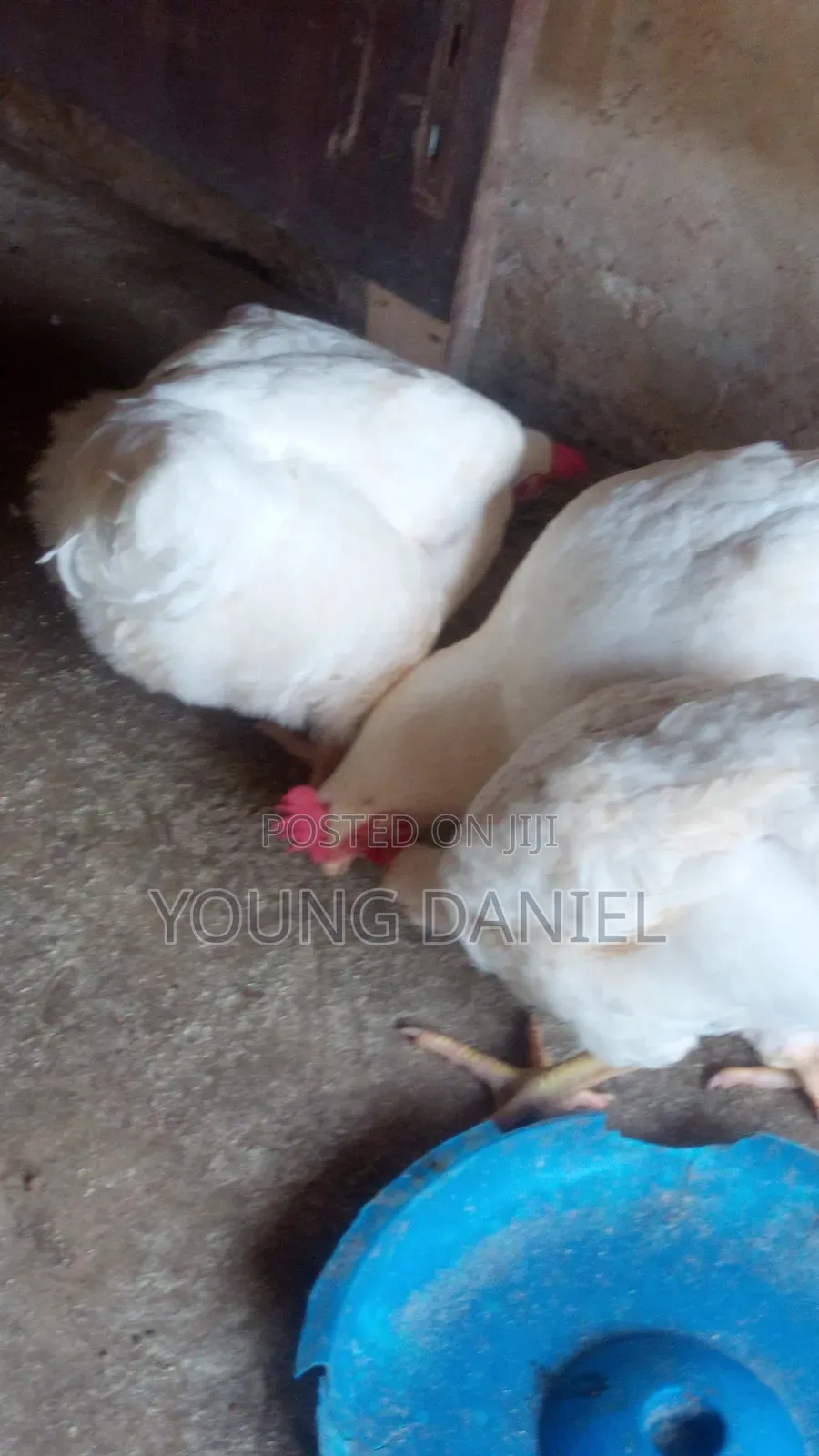 Daily Chicken