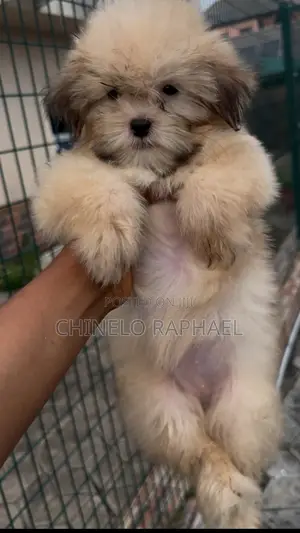 1-3 months Female Purebred Lhasa Apso