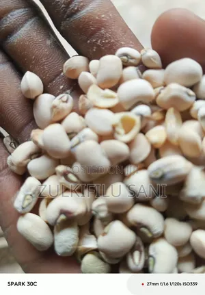 Jah, Olonye, Zapa Akara Beans for Sale