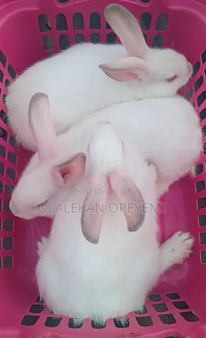 Weaners Rabbit 4000