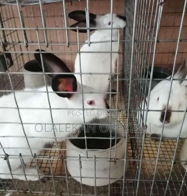 Weaners Rabbit 4000