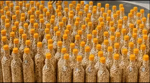 Roasted Peanuts, Groundnut, Crunchy, Groundnut in Large Qty for Export